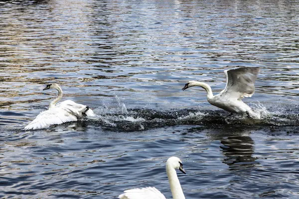 Cisnes nadam e brincam em uma água — Fotografia de Stock