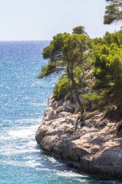 Uçurumdaki çam ağaçları