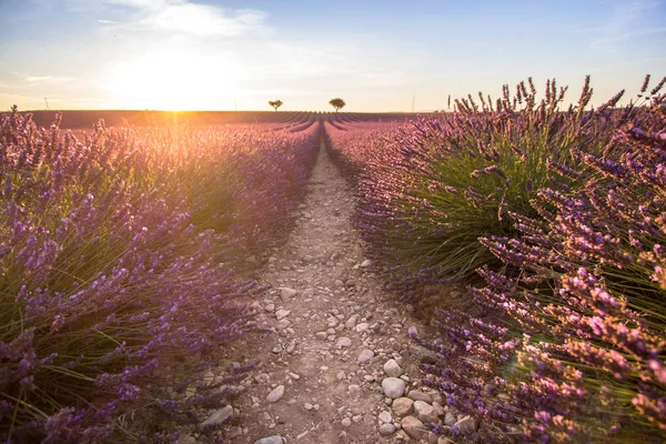 Big lavender field on sunset — Stock Photo, Image