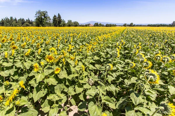 stock image Big sunflower field