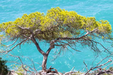 Uçurumdaki çam ağaçları