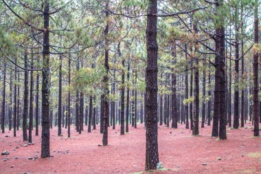 sonbahar ağaç ve yaprak