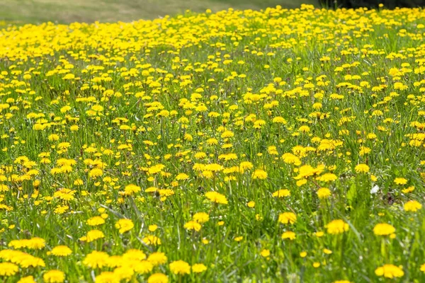 Campo di denti di leone primaverili — Foto Stock