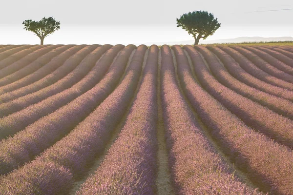 Campo de lavanda grande no por do sol — Fotografia de Stock