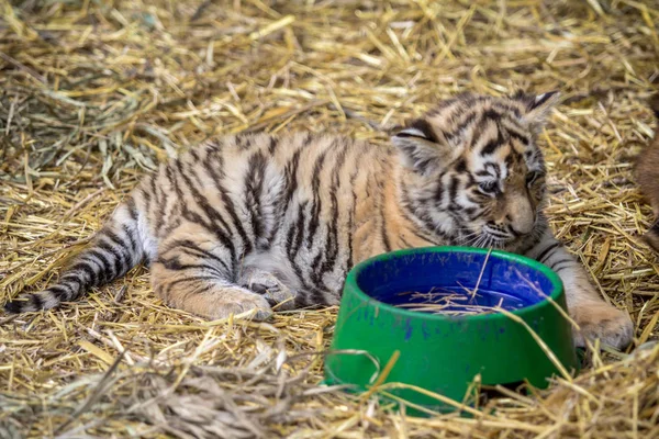 Tiger cub with a bowl of water — Stock Photo, Image