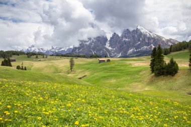 Çiçek açan dandelions alan Alpleri'nde