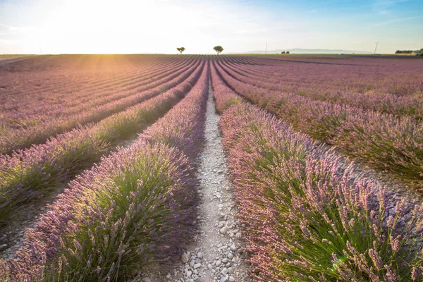 Gran campo de lavanda al atardecer —  Fotos de Stock