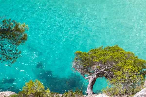 Πεύκο στον γκρεμό — Φωτογραφία Αρχείου