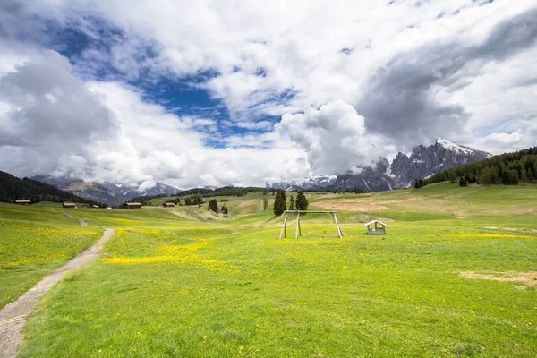Campo de dientes de león en flor en los Alpes —  Fotos de Stock