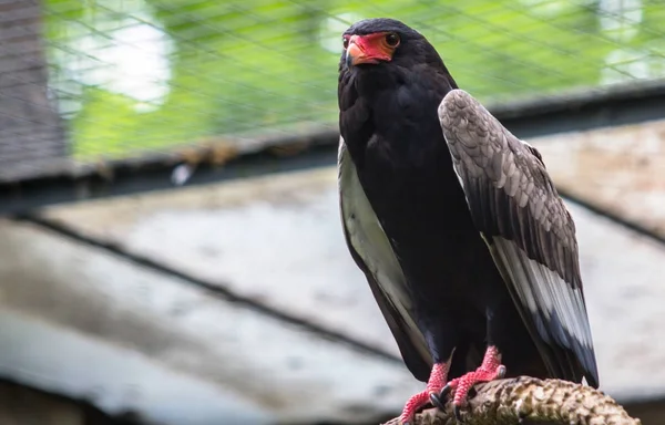 The bateleur Eagle in a Zoo, Berlin — Stock Photo, Image