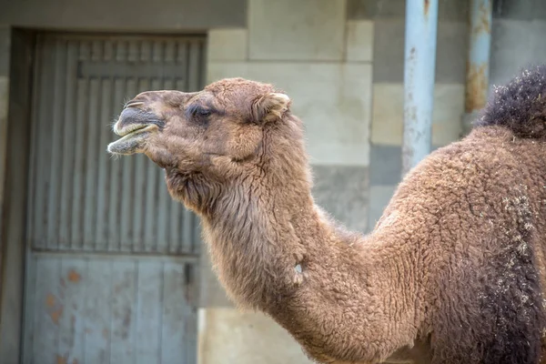 Kamel im Zoo — Stockfoto