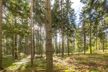 Güneş ışınları çam ormanı içinde      