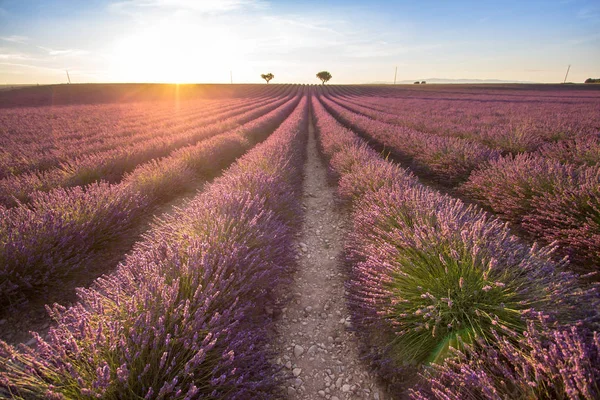 Big lavender field on sunset — Stock Photo, Image