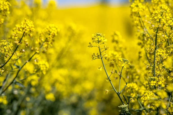 Rappt Feldlandschaft — Stockfoto