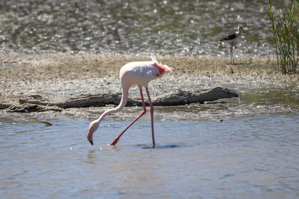 Flamingos na água — Fotografia de Stock