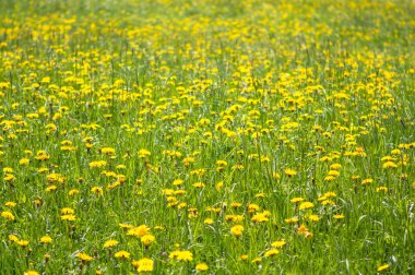 Bahar dandelions alan