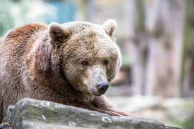 Kuzey Amerika boz ayısı, bir Hayvanat Bahçesi, Berlin, Almanya