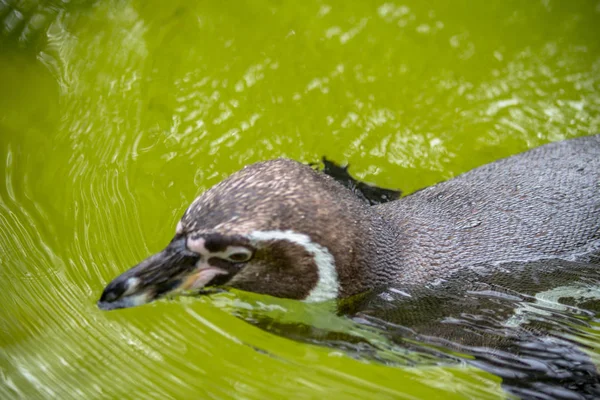 Pinguin im Aquarienpool eines Zoos, Berlin — Stockfoto