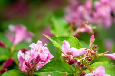 Küçük pembe çiçekler arka plan