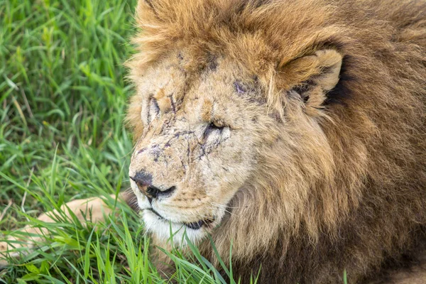 Old male lion in the grass — Stock Photo, Image