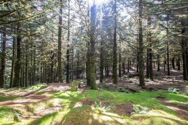 Güneş ışınları ile eski sisli orman