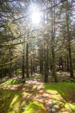 Güneş ışınları ile eski sisli orman