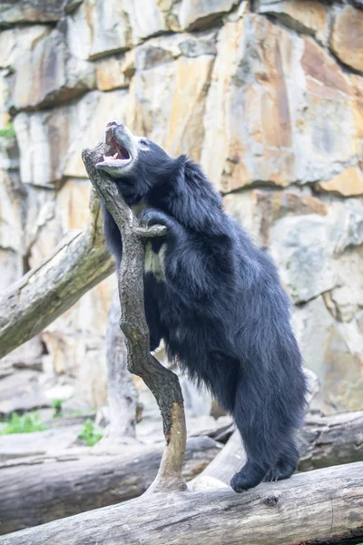 Faultier asiatischer Bär im Berliner Zoo — Stockfoto