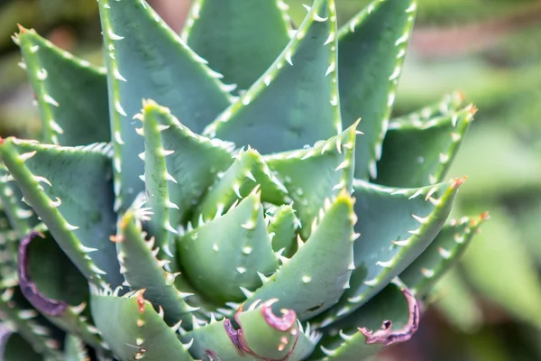 Aloe vera rostlina — Stock fotografie