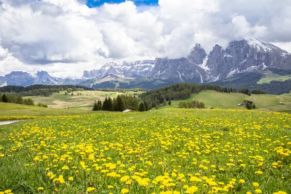 Campo de dientes de león en flor en los Alpes —  Fotos de Stock