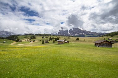 Çiçek açan dandelions alan Alpleri'nde