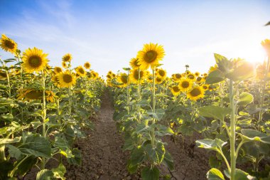 büyük ayçiçeği alan