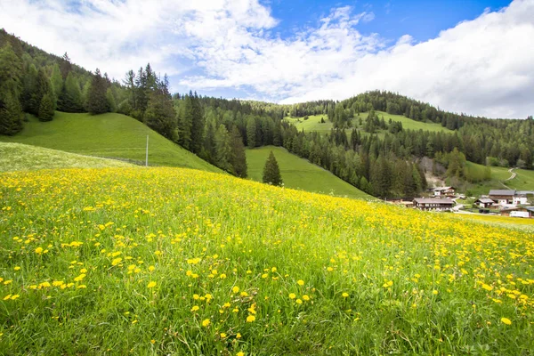 Çiçek açan dandelions alan Alpleri'nde — Stok fotoğraf