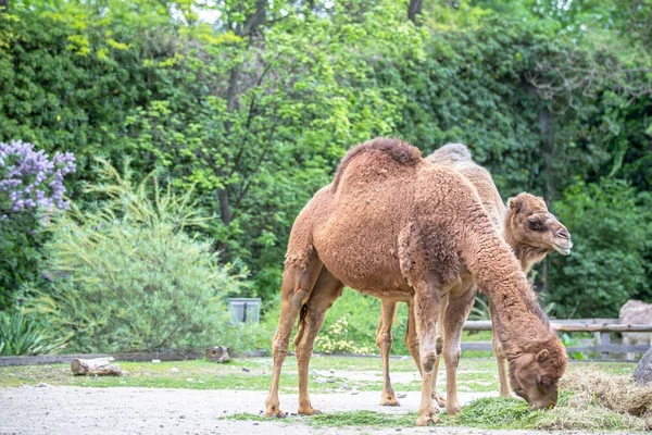 Kamele im Zoo — Stockfoto