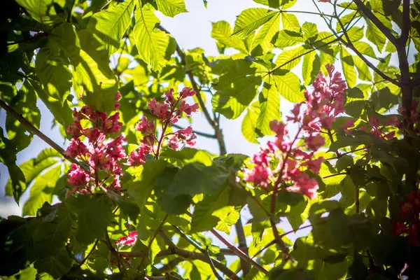 Flores de castaño rojo —  Fotos de Stock