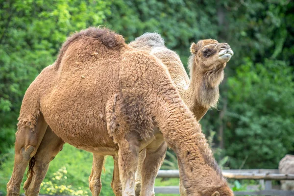 Kamele im Zoo — Stockfoto