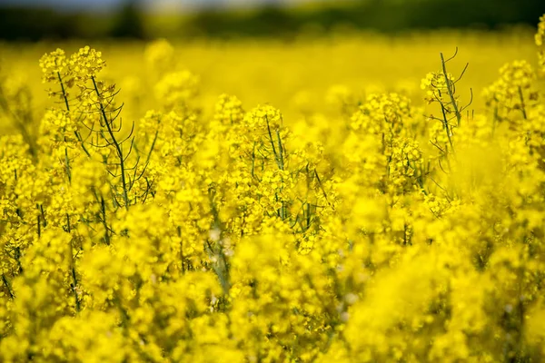 Rappt Feldlandschaft — Stockfoto