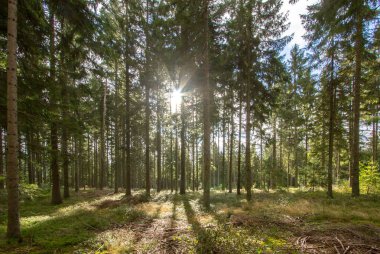 Güneş ışınları çam ormanı içinde      