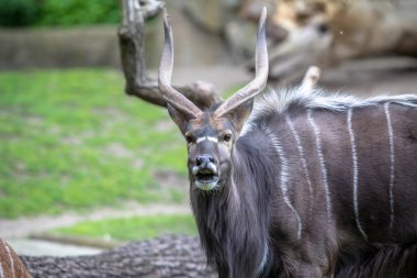 Yetişkin erkeği olarak Nyala bir Hayvanat Bahçesi, Berlin