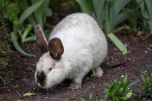 Docela roztomilý králík v křoví — Stock fotografie