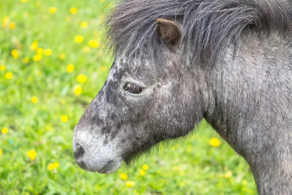 Pequeño pony en un campo — Foto de Stock