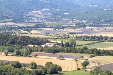 Provence, Fransa büyük lavanta alanları