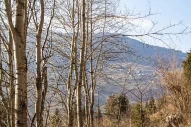 Güzel Alp yatay, orman ve dağlar