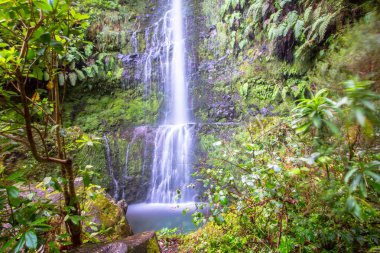 Levada Caldeirao Verde, Madeira, Portekiz sonunda güzel şelale