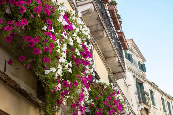 Petunia Blommor Balkongen Venedig — Stockfoto