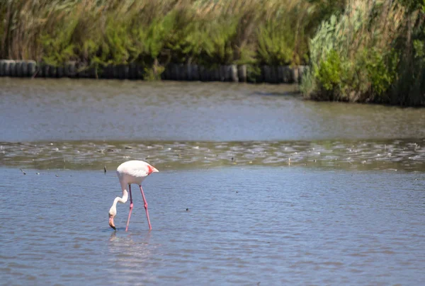 Flamingo Parc Natutel Camargue França — Fotografia de Stock