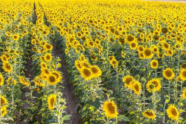 büyük ayçiçeği alan