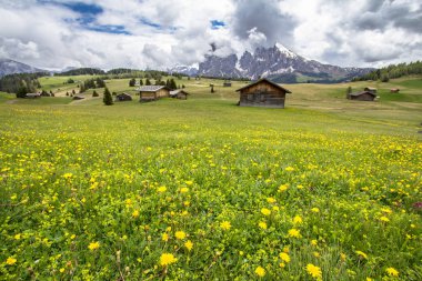 Çiçek açan dandelions alan Alpleri'nde