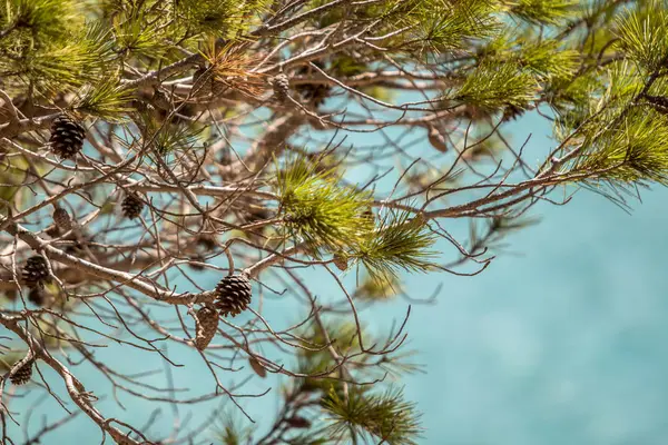 Closeup green pine cone — Stock Photo, Image