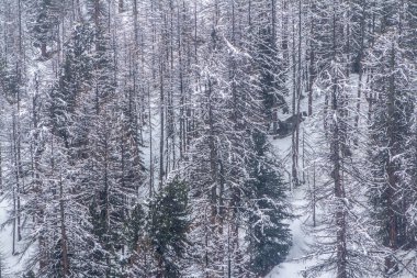 Kışın çam ormanı