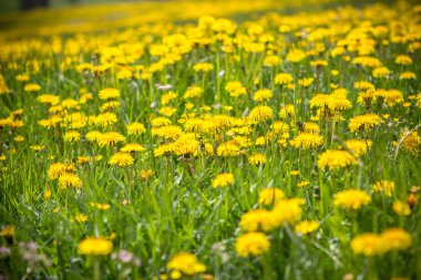Bahar dandelions alan
